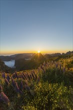 Pico do Arieiro. Mountains and Blooming Pride of Madeira Flowers at Sunset. Cloud Inversion.