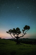 Tree in Fanal Forest, Blue Sky Full of Stars and Light Pollution at Night. Madeira, Portugal,