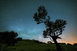 Tree in Fanal Forest, Blue Milky Way and Starry Sky at Night. Madeira, Portugal, Europe