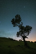 Tree in Fanal Forest, Blue Milky Way and Sky full of Stars at Night. Madeira, Portugal, Europe