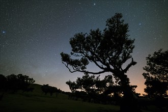 Silhouette of Tree in Fanal Forest and Sky full of Stars at Night. Madeira, Portugal, Europe