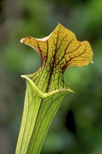 Trumpet pitcher (Sarracenia), North Rhine-Westphalia, Germany, Europe