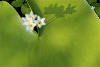 Water Snowflake flowers (Nymphoides indica) blooming from large green leaf casting shadows in