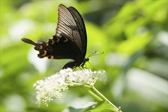 Swallowtail butterfly (Papilio bianor) with orange markings feeds on white flowers against a green