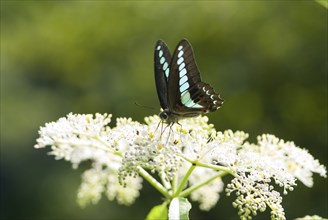 Blue Triangle butterfly (Graphium sarpedon) with brown wings and light blue spots perches on white