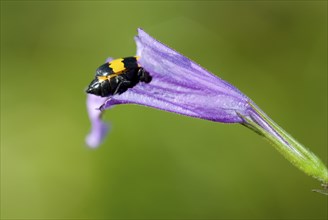 A close-up of a small insect crawling on a purple flower petal against a green background, Taoyuan,