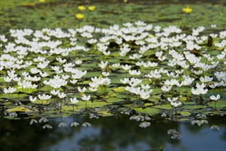 A pond filled with white water snowflake flowers (Nymphoides hydrophylla) and green leaves,