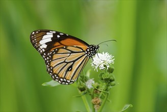 Butterfly (Danaus chrysippus) with orange and black wings rests on a white flower against a green