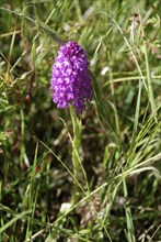 Pyramidal Orchid