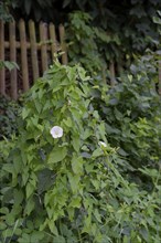 Larger bindweed (Calystegia sepium), wooden fence, garden fence, plant, summer, July, Schwäbisch