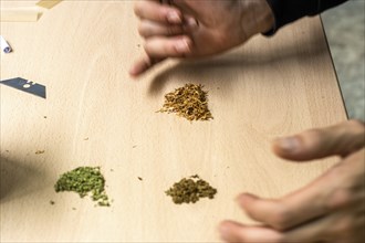 Recognizable person preparing a marijuana joint