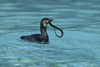 Great cormorant (Phalacrocorax carbo) with eel as prey, hunting