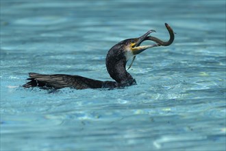 Great cormorant (Phalacrocorax carbo) with eel as prey, hunting