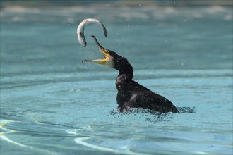 Great cormorant (Phalacrocorax carbo) with eel as prey, hunting