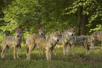 Wolf (Canis lupus), wolf pack standing on a meadow in forest, summer, Germany, Europe