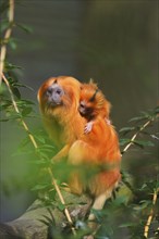 Golden Lion Tamarin (Leontopithecus rosalia), Adult with Baby, Spring, Netherlands