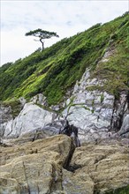 Rocks and Tree on cliff over Mothecombe Beach, Mothecombe, River Emme and Red Cove, Plymouth, South