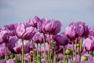 Opium poppy (Papaver somniferum), cultivation of edible poppy, poppy field, Donnersbergkreis,