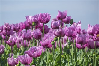 Opium poppy (Papaver somniferum), cultivation of edible poppy, poppy field, Donnersbergkreis,