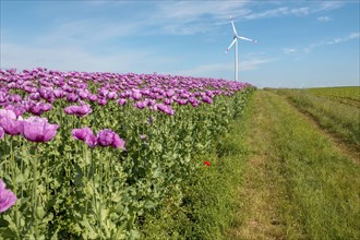 Opium poppy (Papaver somniferum), cultivation of edible poppy, poppy field, Donnersbergkreis,