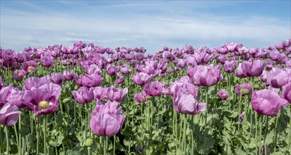 Opium poppy (Papaver somniferum), cultivation of edible poppy, poppy field, Donnersbergkreis,