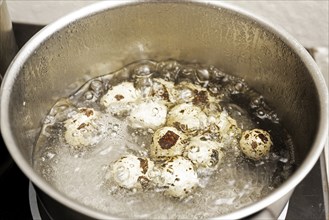 Quail eggs are cooked in boiling water in a stainless steel pot of for a gourmet dish, copy space,