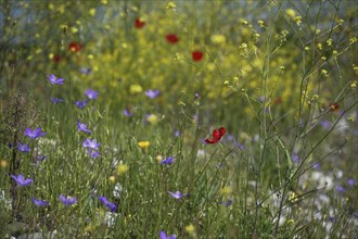 Flower meadow with blue spreading bellflower (Campanula patula), red poppy (Papaver rhoeas) and