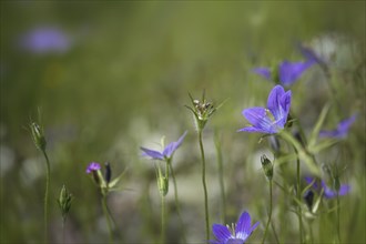 Blue spreading bellflower (Campanula patula) blooming in a green meadow, copy space, selected