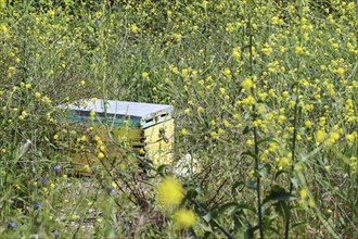 Old beehive with peeling paint on a meadow with yellow wildflowers, copy space, selected focus