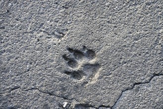 Imprint of a dog paw in crumbly concrete on an old road, gray background texture with animal theme,