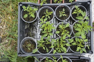 Homegrown tomato seedlings in small plant pots in a plastic tray, prepared for growing in the