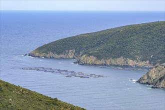 Aquaculture in a bay of Sithonia on Chalkidiki in Greece. Many fish in narrow cages are treated