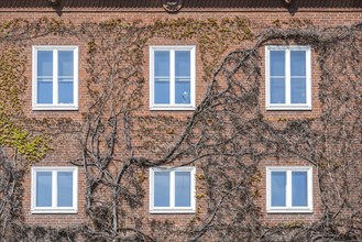 House facade built in red brick architecture with white windows, overgrown with wild vine with the