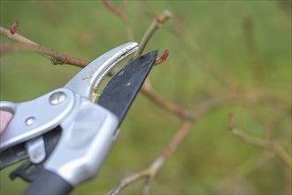 Cutting a rose shrub with pruning shears just above a shoot bud, seasonal gardening in spring,