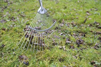 Wire leaf rake removing old brown leaves from the grass in the meadow, cleaning up in garden and