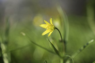 Yellow blossom of lesser celandine or pilewort (Ficaria verna or Ranunculus ficaria) in the green