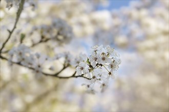 White blossoms on a branch of a wild plum tree in the garden or park, spring holiday greeting card