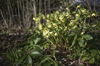 Christmas rose plant (Helleborus niger) with lime green yellow flowers growing in a cottage garden,