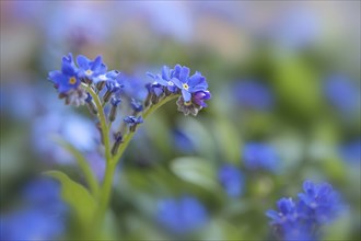 Blooming Forget-me-not (Myosotis) in the garden, blue flowers against a green background, romantic