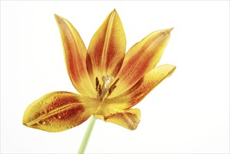 Open tulip flower head in orange, red and yellow with pistil and stamen, some water drops on the