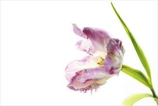 Open pink vintage parrot tulip with yellow pollen, waterdrops and green leaves, beautiful flower