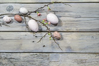 Natural colored Easter eggs and a branch with few flowers on a rustic gray wooden background, copy