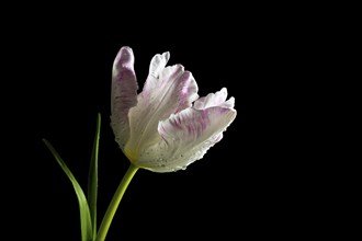 White pink parrot tulip, flower head with water drops in backlight against black background, copy