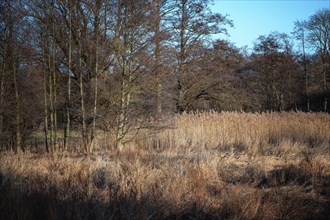 Bog landscape in the forest at the end of winter with brown reeds and bare alder trees in northern