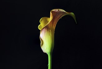 Yellow red flower head of a beautiful calla (Zantedeschia) with water drops isolated on a black