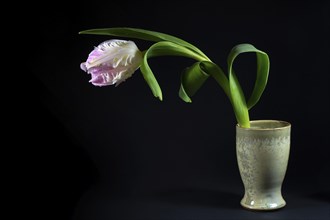 Parrot tulip flower in white and pink with water drops in a green ceramic vase against a black