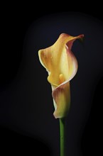 Yellow orange Calla lily (Zantedeschia), the flower head is shaped like a narrow funnel around the