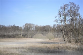 Foggy moor landscape in the morning at the end of winter with water in the bog lake, brown reeds