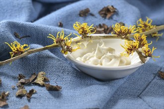 Blooming witch hazel twig (hamamelis), a bowl with skin care cream and dried bark on blue textile,