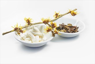 Blooming hamamelis branch (witch hazel), skin care cream and dried bark and leaves, natural